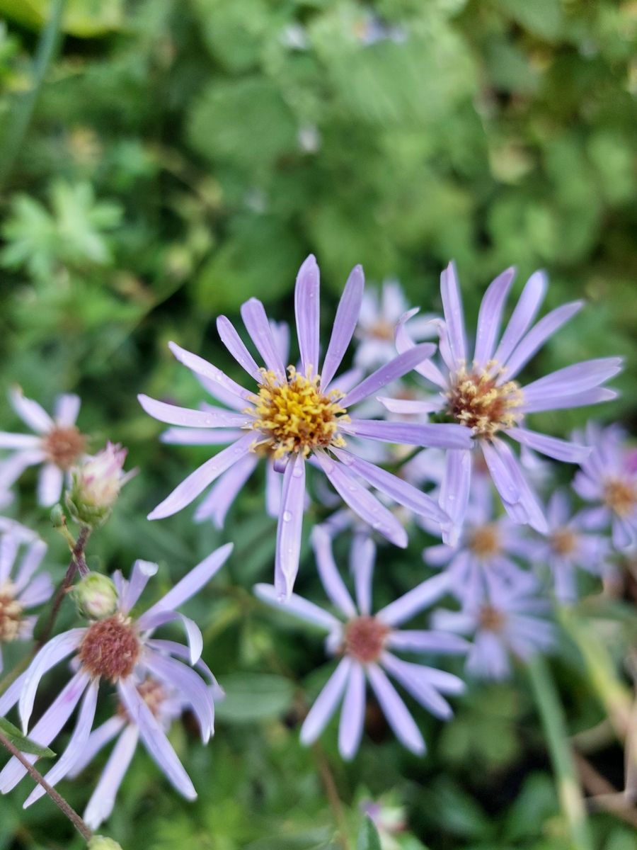 Raspel Aster August Sky