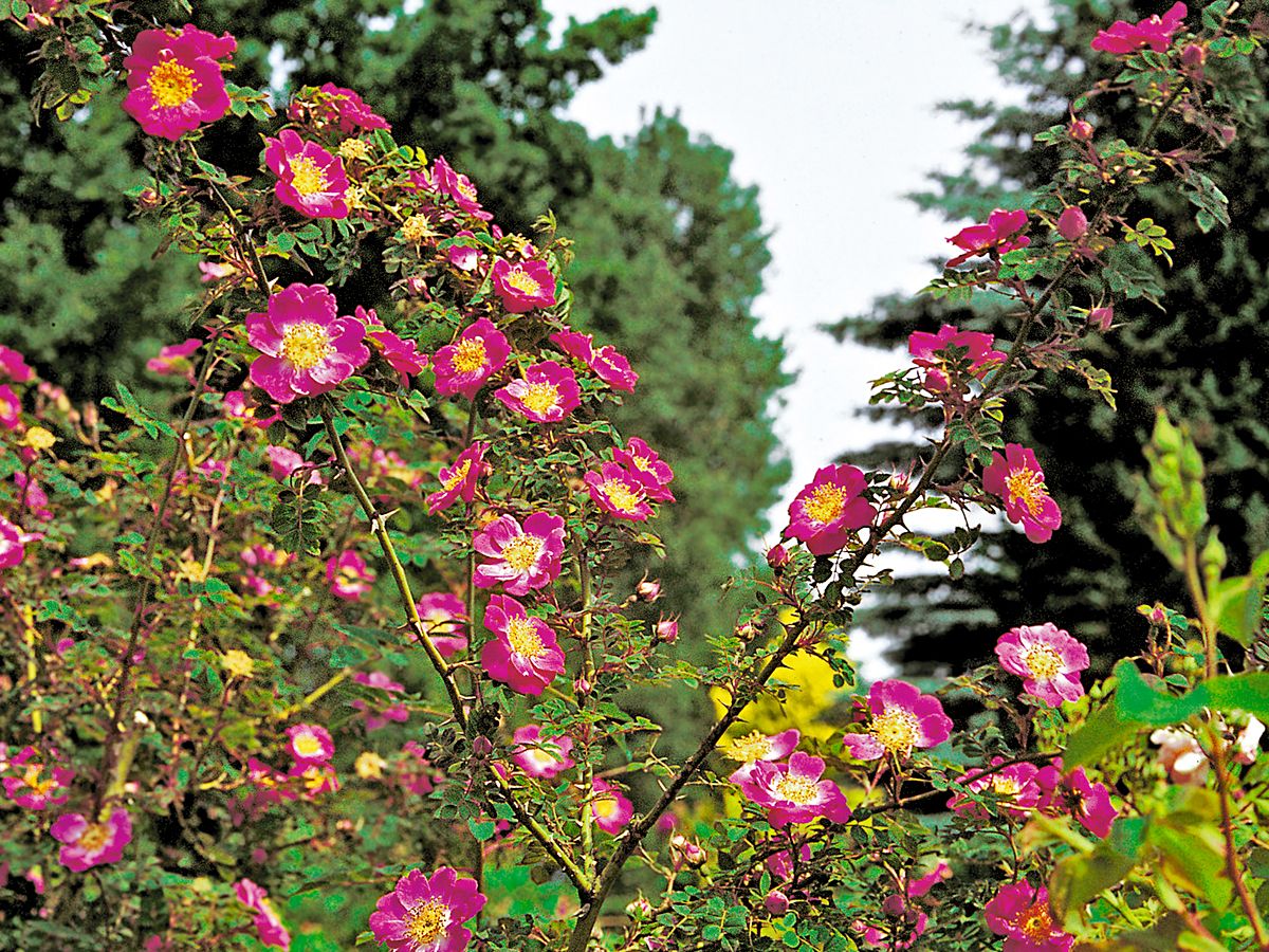 Rosa moyesii Strauchrose/Wildrose (anspruchslos, Hagebutten)