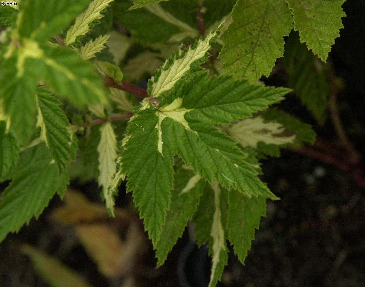 Echtes Mädesüss Variegata