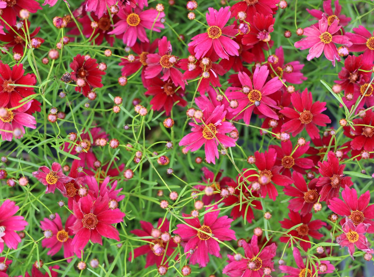 Mädchenauge Ruby Red