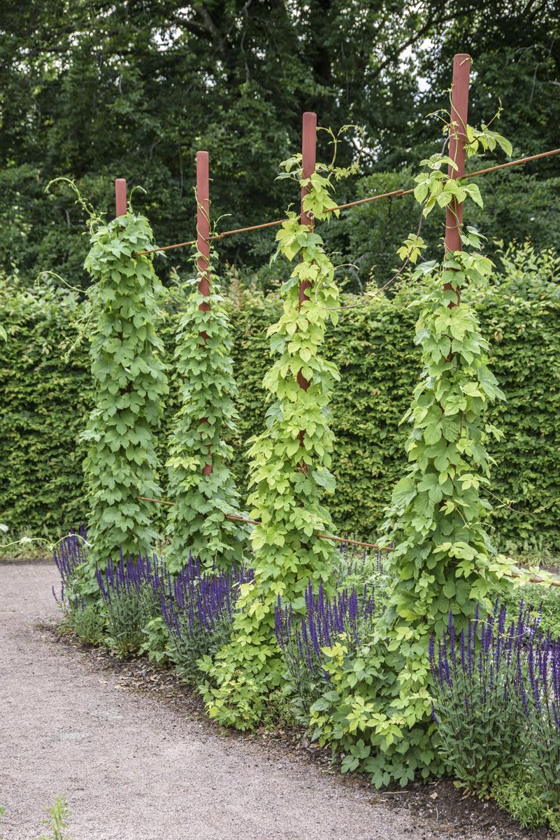 Hopfen