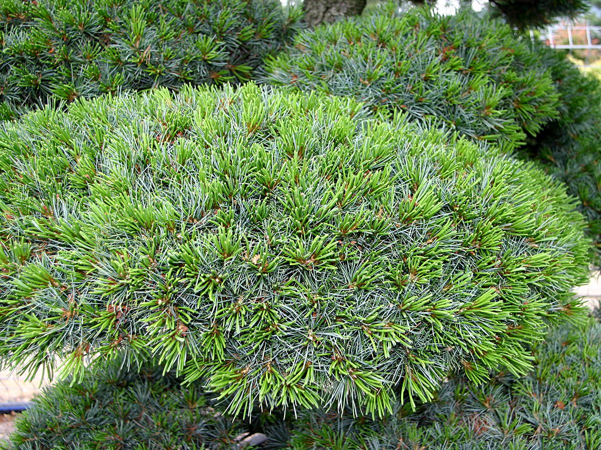 Mädchenhaarkiefer Glauca