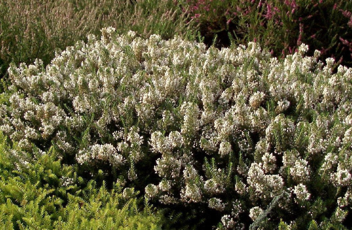Cornwallheide Lyonesse Cornwallheide Lyonesse