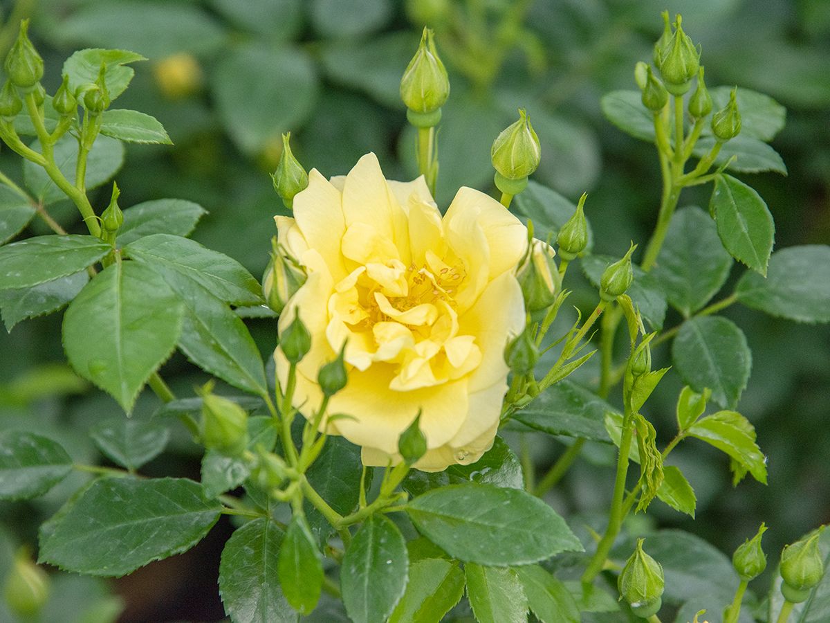 Loredo® ADR 2001 Boden- und flächendeckende Rose (anspruchslos) Loredo® ADR 2001 Boden- und flächendeckende Rose (anspruchslos)