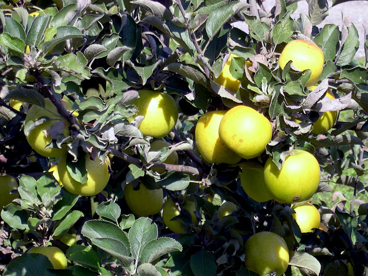 Ananas Reinette Apfel Ananas Reinette Apfel