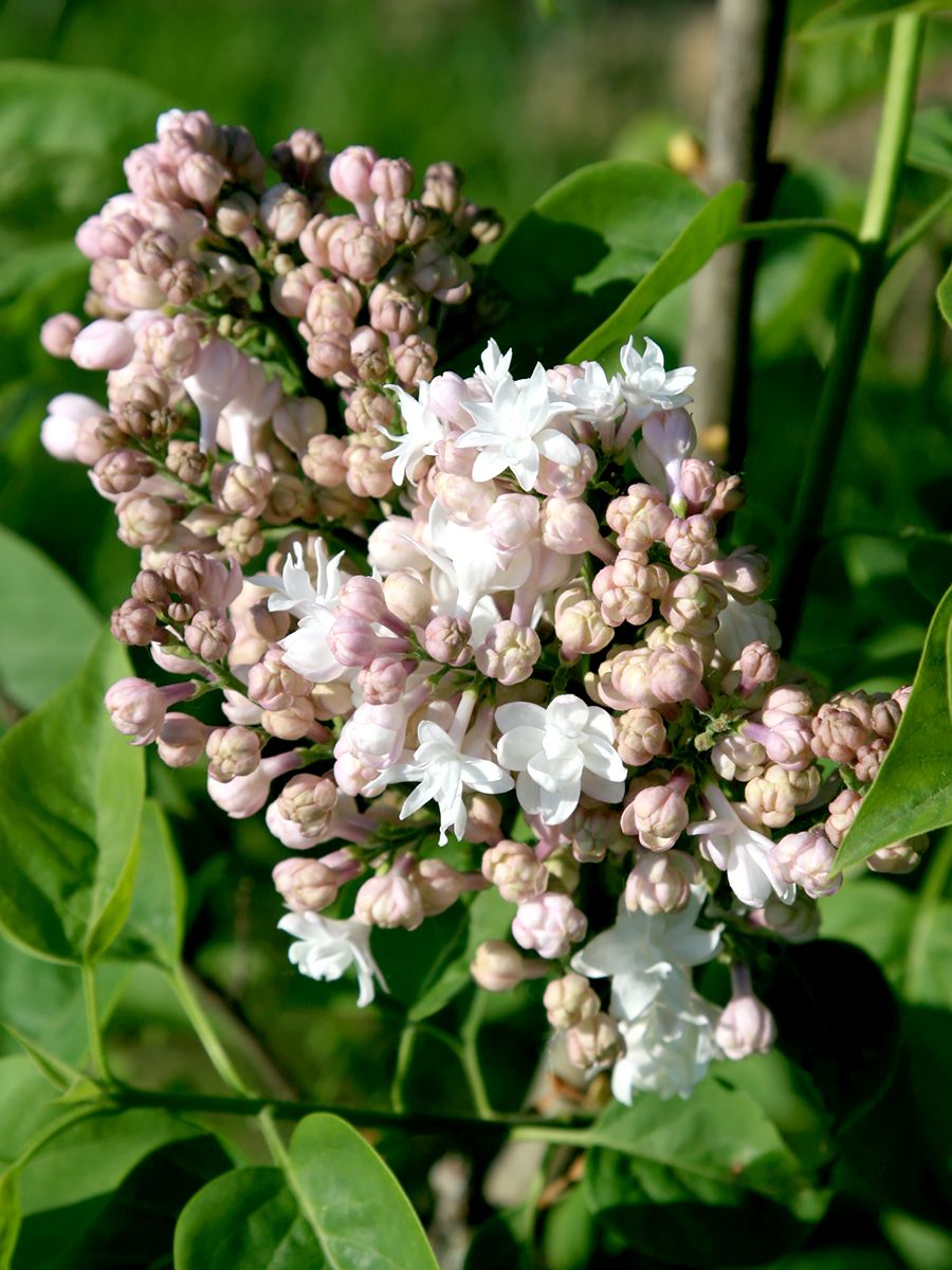 Bauernflieder Beauty of Moscow Bauernflieder Beauty of Moscow