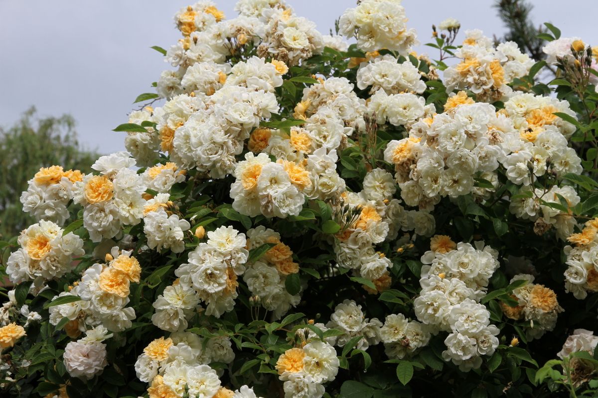 Christine Hélène Mini-Kletterrose