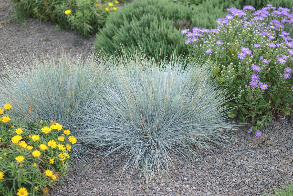 Blauschwingel Blauschwingel