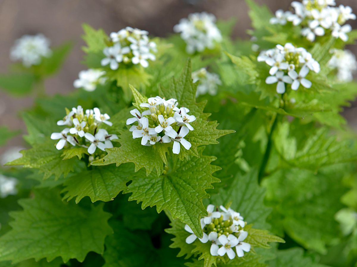 Knoblauchhederich, Knoblauchsrauke