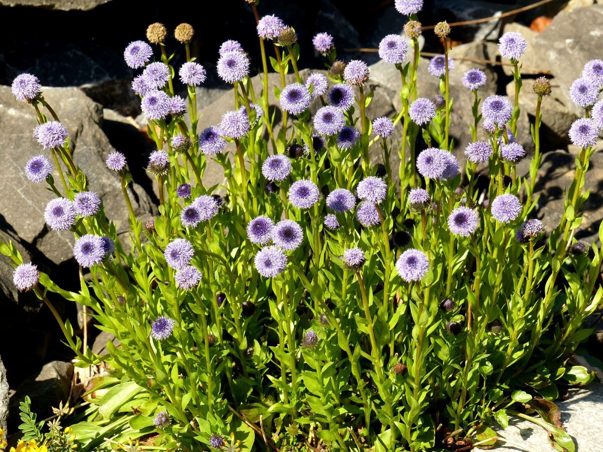 Gemeine Kugelblume
