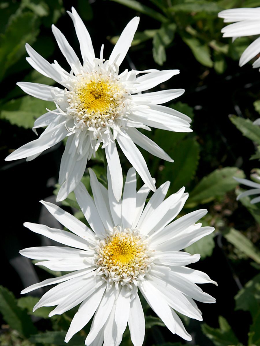 Sommermargerite Christine Hagemann Sommermargerite Christine Hagemann