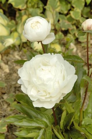 Pfingstrose Boule de Neige
