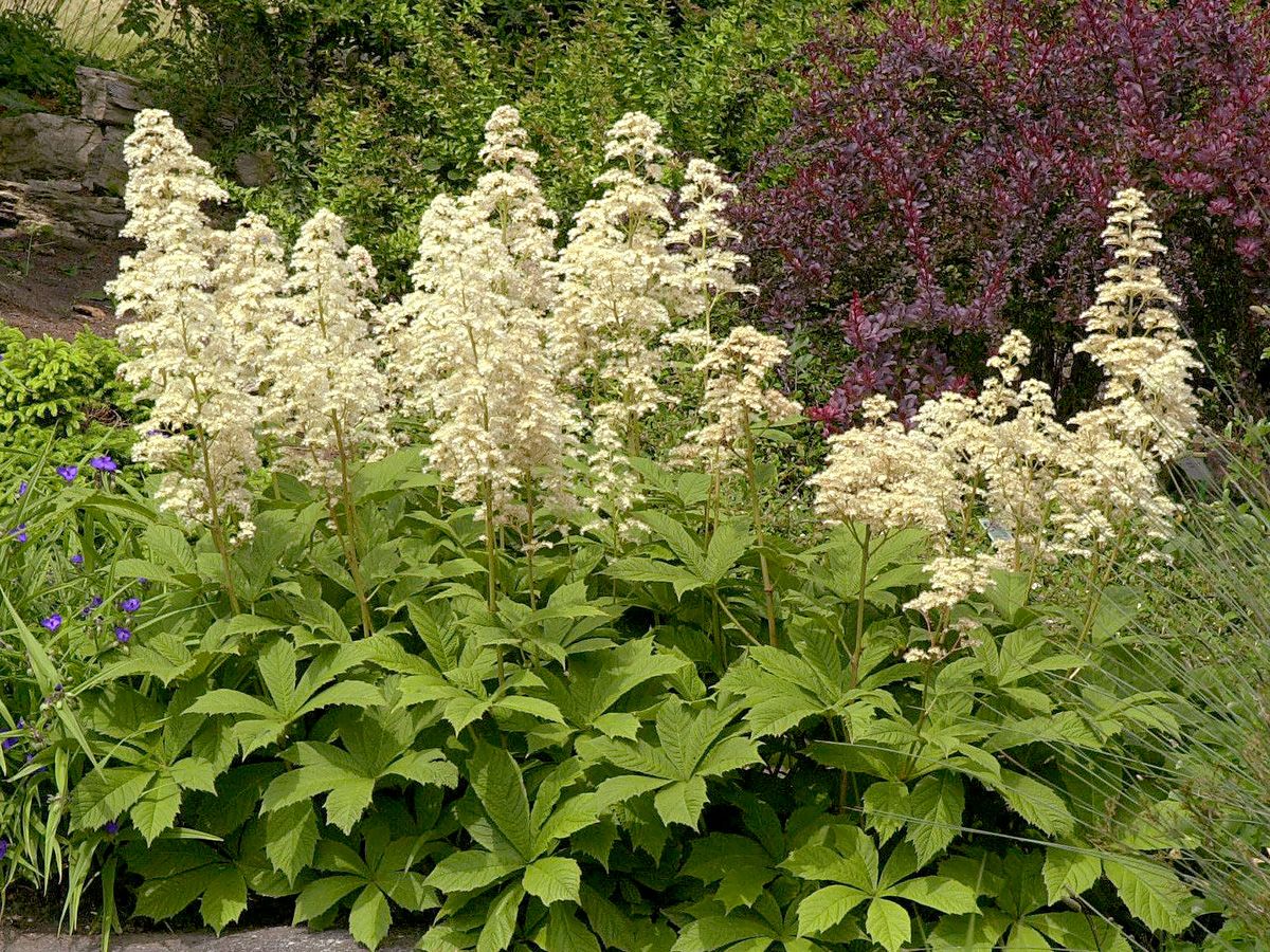 Schaublatt