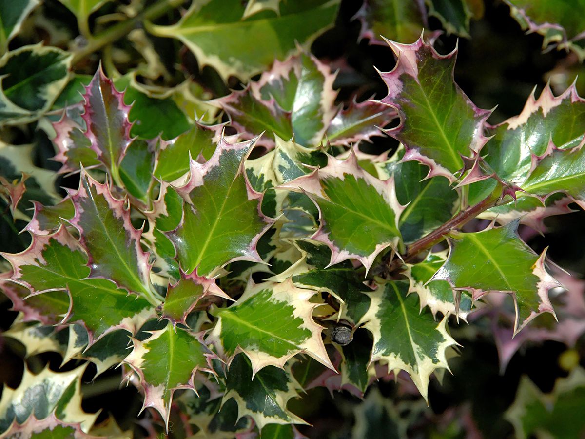 Buntblättrige Stechpalme Argentea Marginata