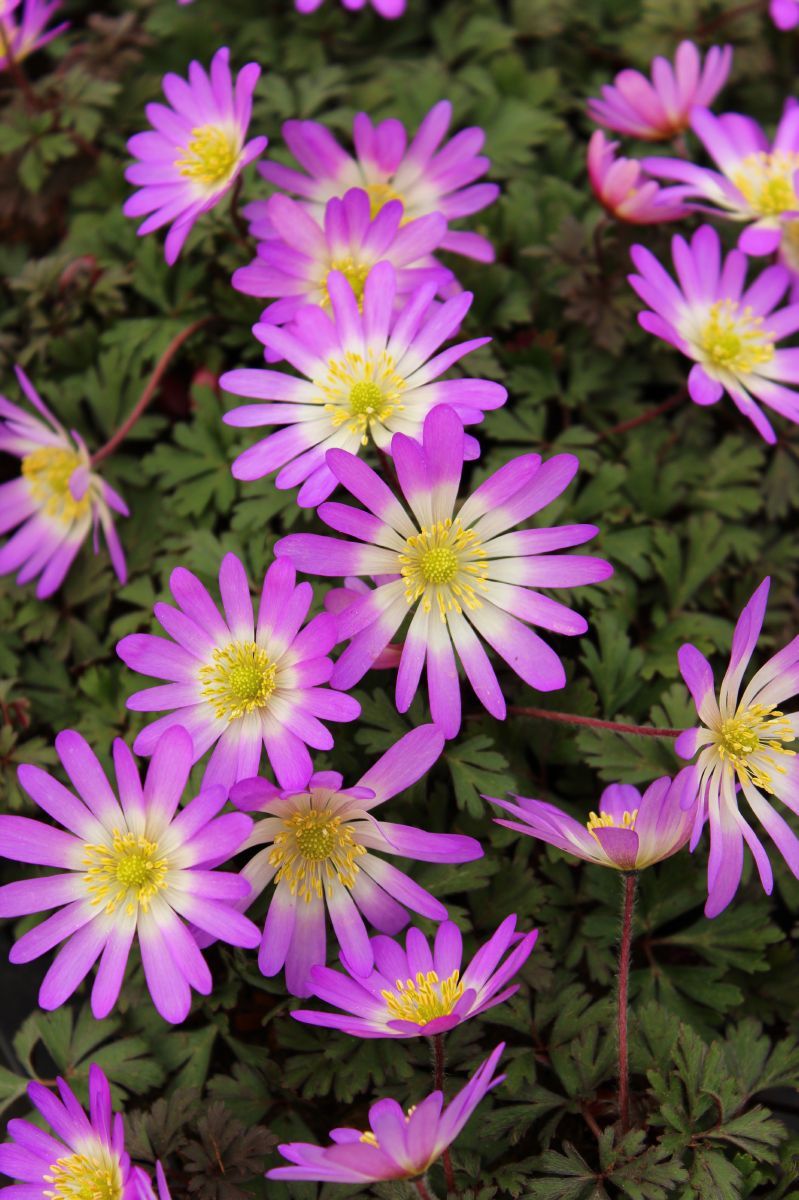 Strahlenanemone Charmer
