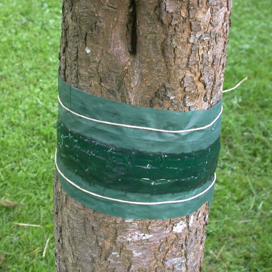 Raupenleimring