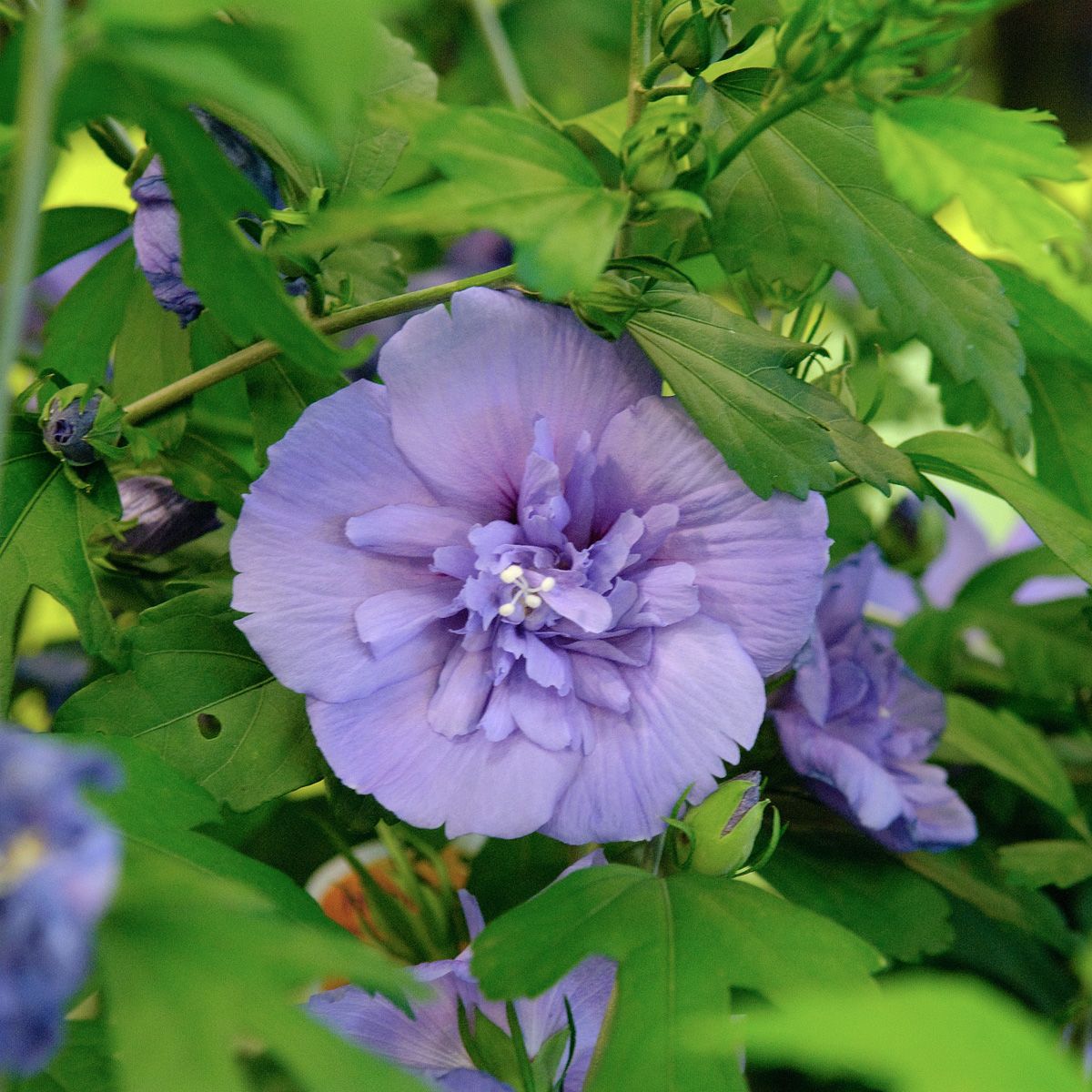 Hibiskus Blue Chiffon®