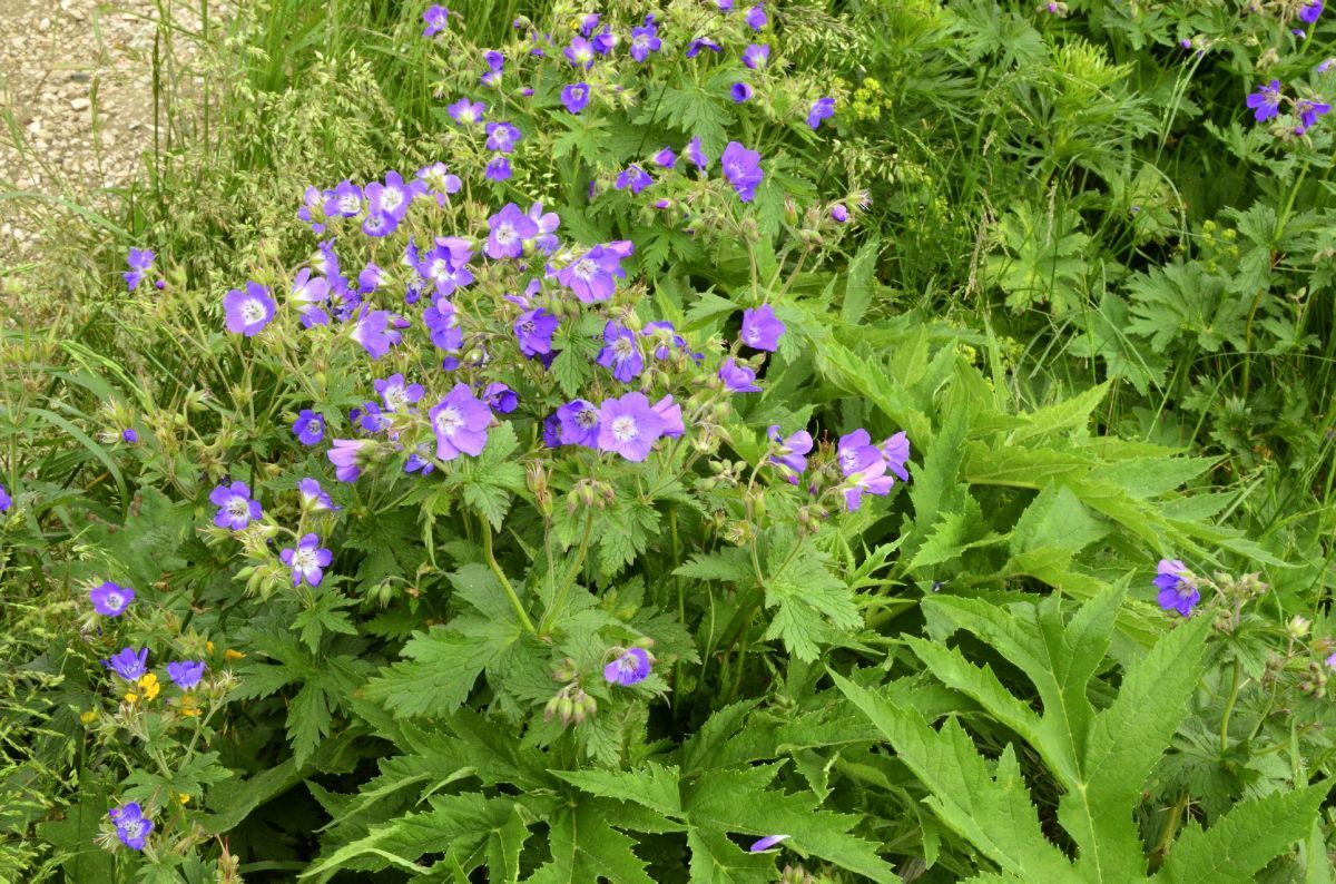 Wiesenstorchschnabel Wiesenstorchschnabel
