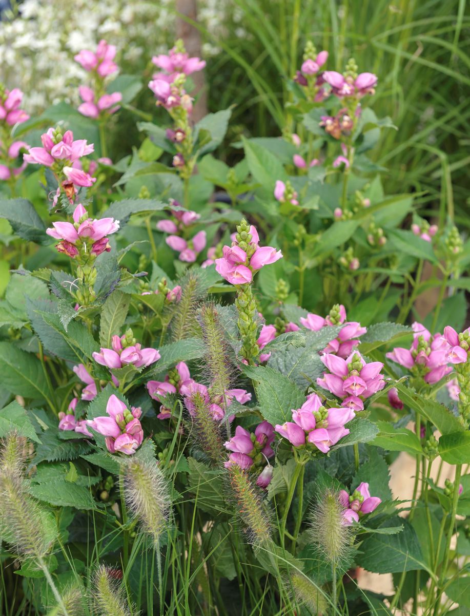 Schildblume, Schlangenkopf Schildblume, Schlangenkopf