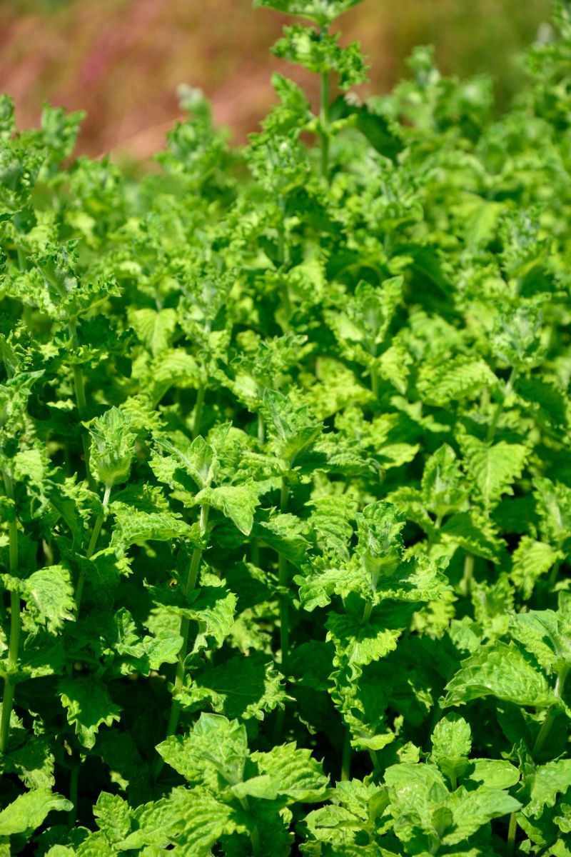 Mojitominze