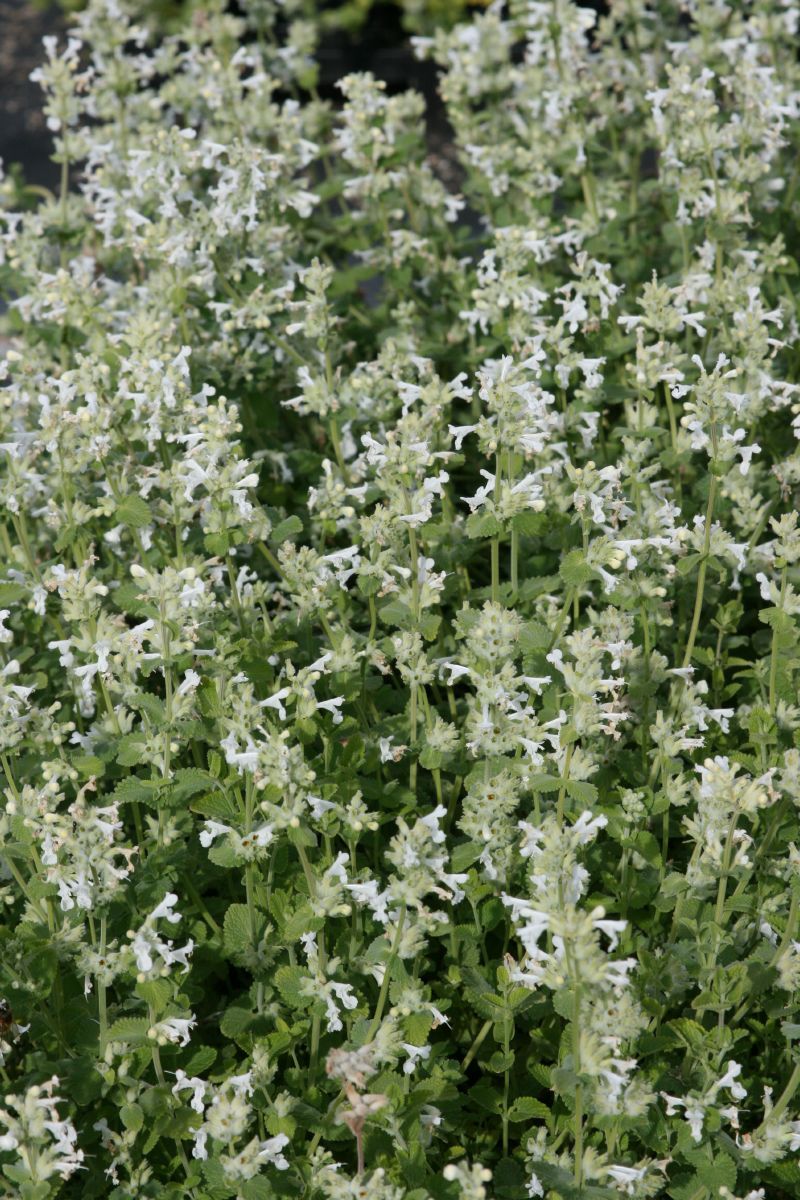 Katzenminze Alba