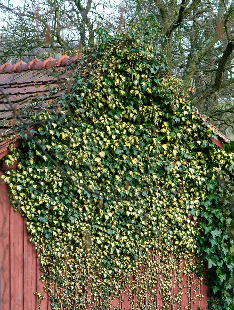 Schlinger immergrün (bunt)