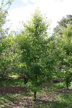 Ginkgo Tit Ginkgo Tit