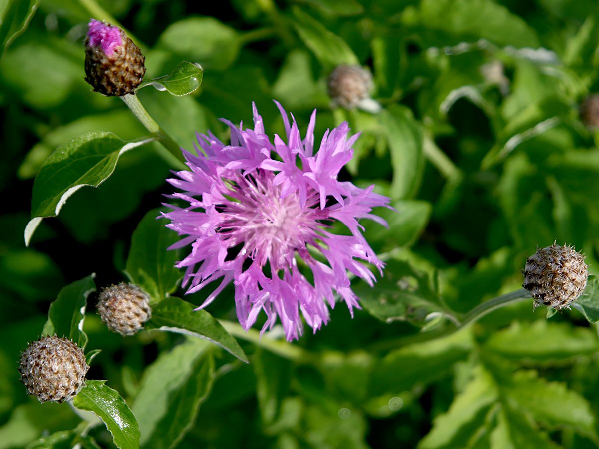 Weissfilzige Flockenblume John Coutts