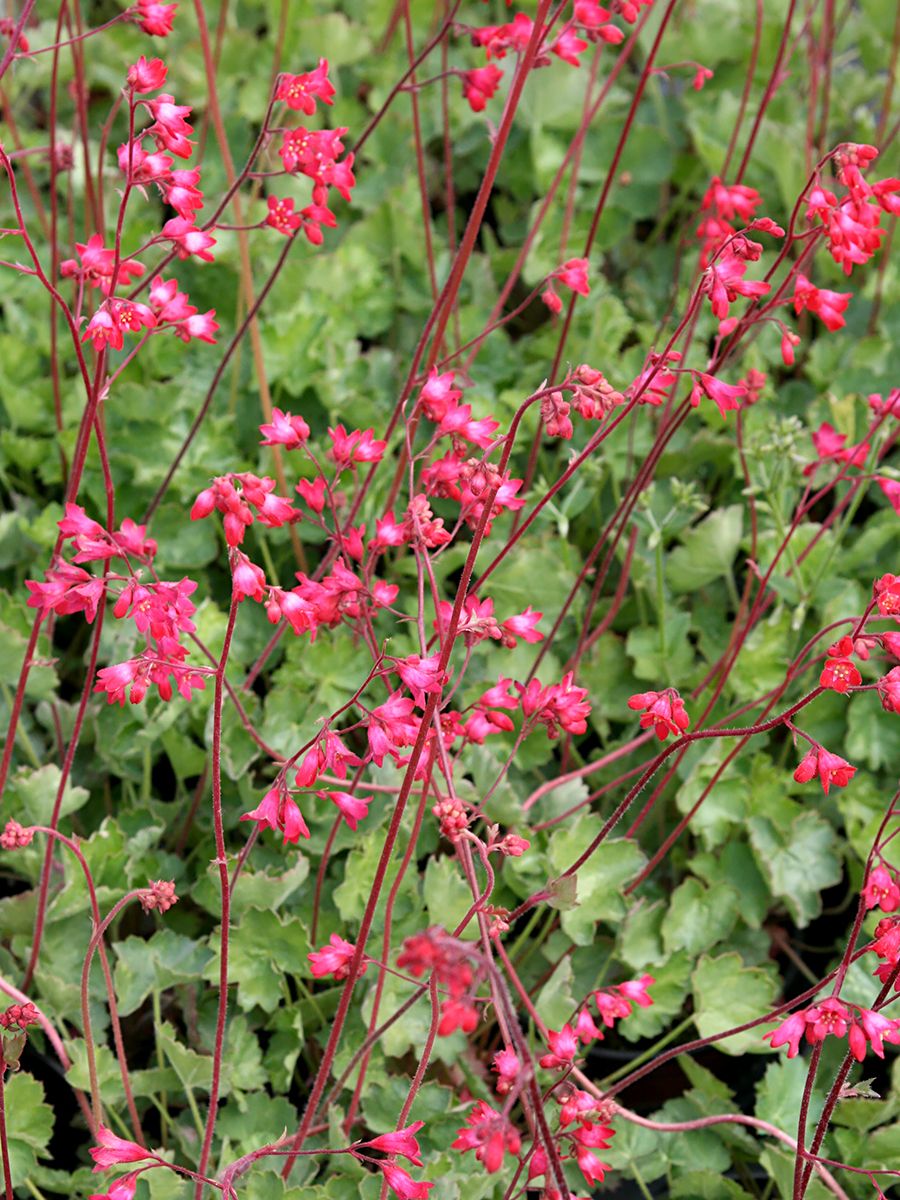 Purpurglöckchen Leuchtkäfer Purpurglöckchen Leuchtkäfer