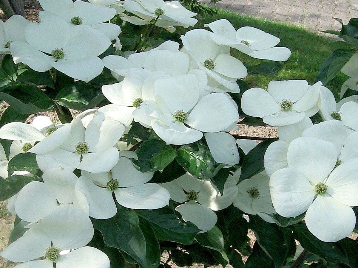 Blumenhartriegel Venus
