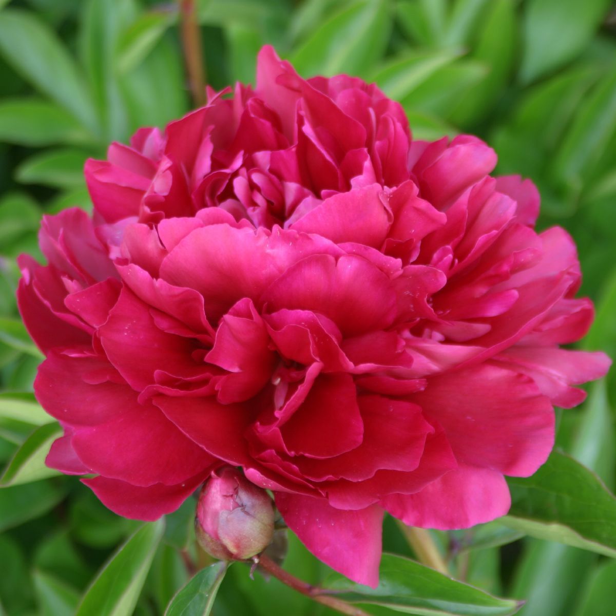 Pfingstrose Paul M. Wild Pfingstrose Paul M. Wild