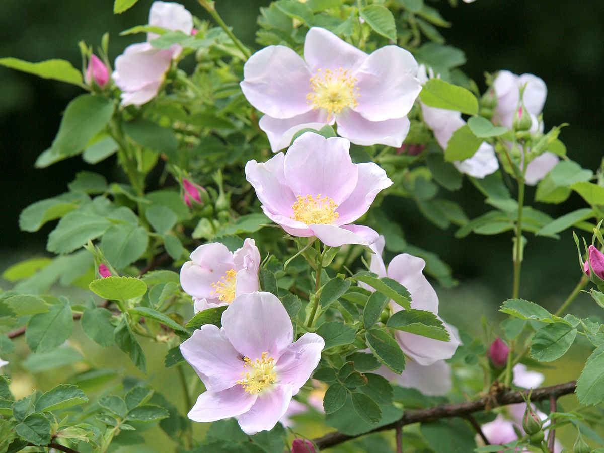 Mairose, Zimtrose