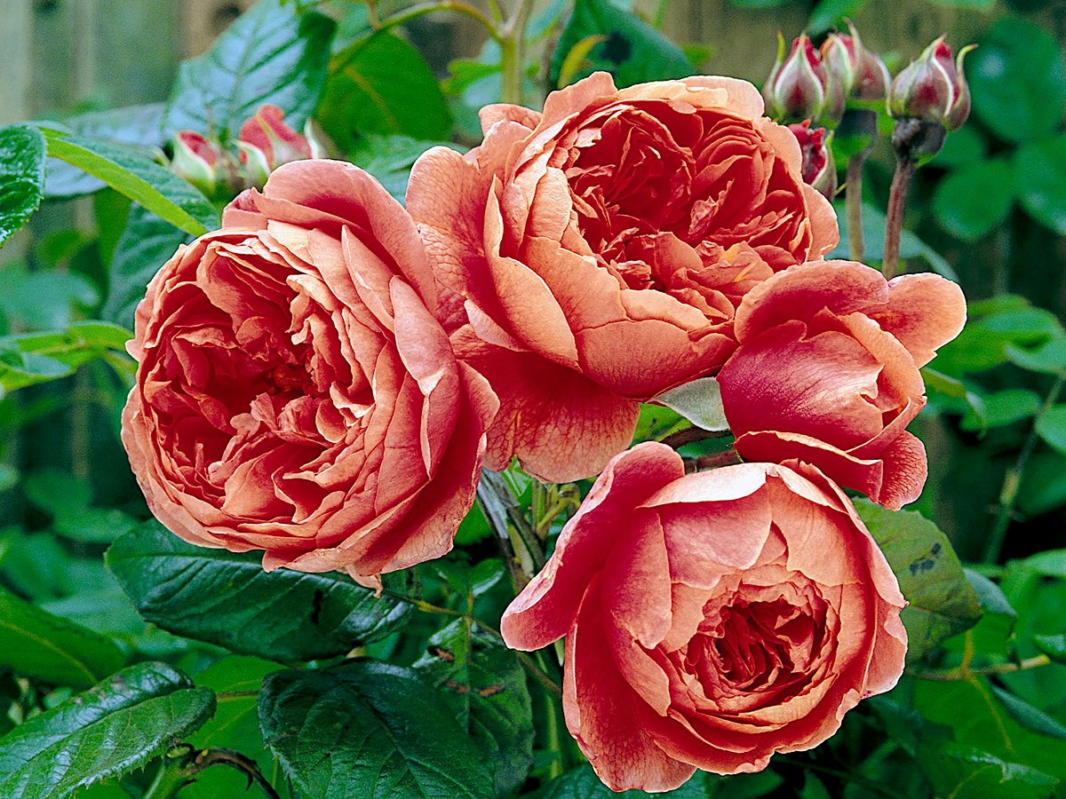 Summer Song® Englische Rose (sehr starker Duft)