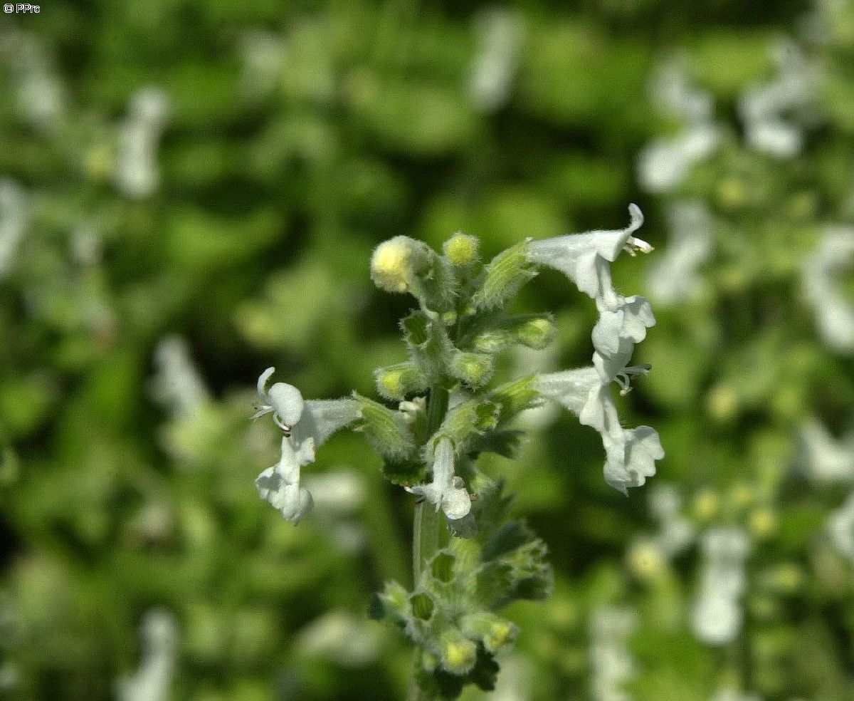Katzenminze Alba