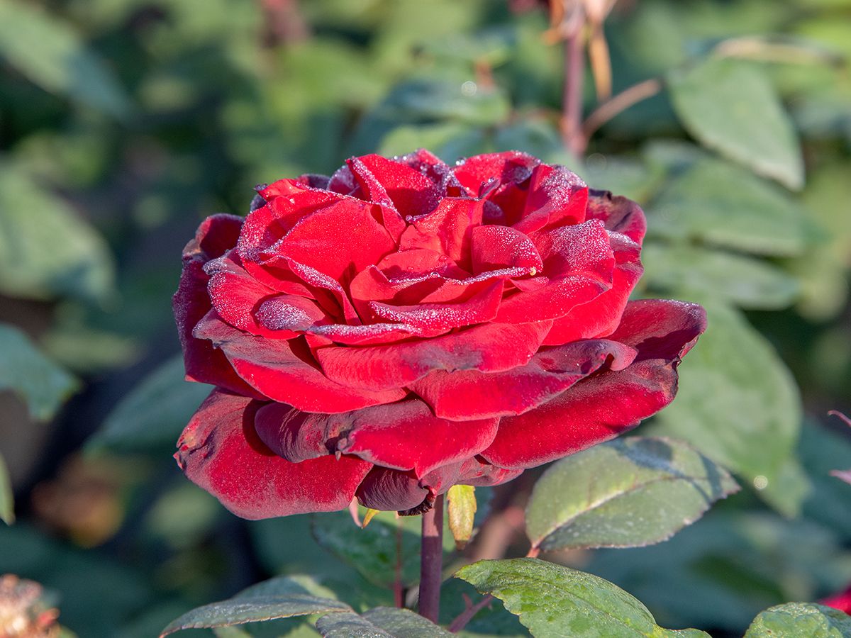 Barkarole® Edelrose (Teehybride, anspruchslos, starker Duft) Barkarole® Edelrose (Teehybride, anspruchslos, starker Duft)