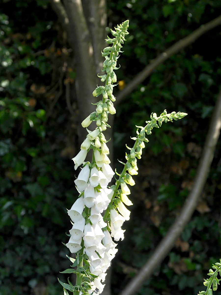 Roter Fingerhut Snow Timble Roter Fingerhut Snow Timble