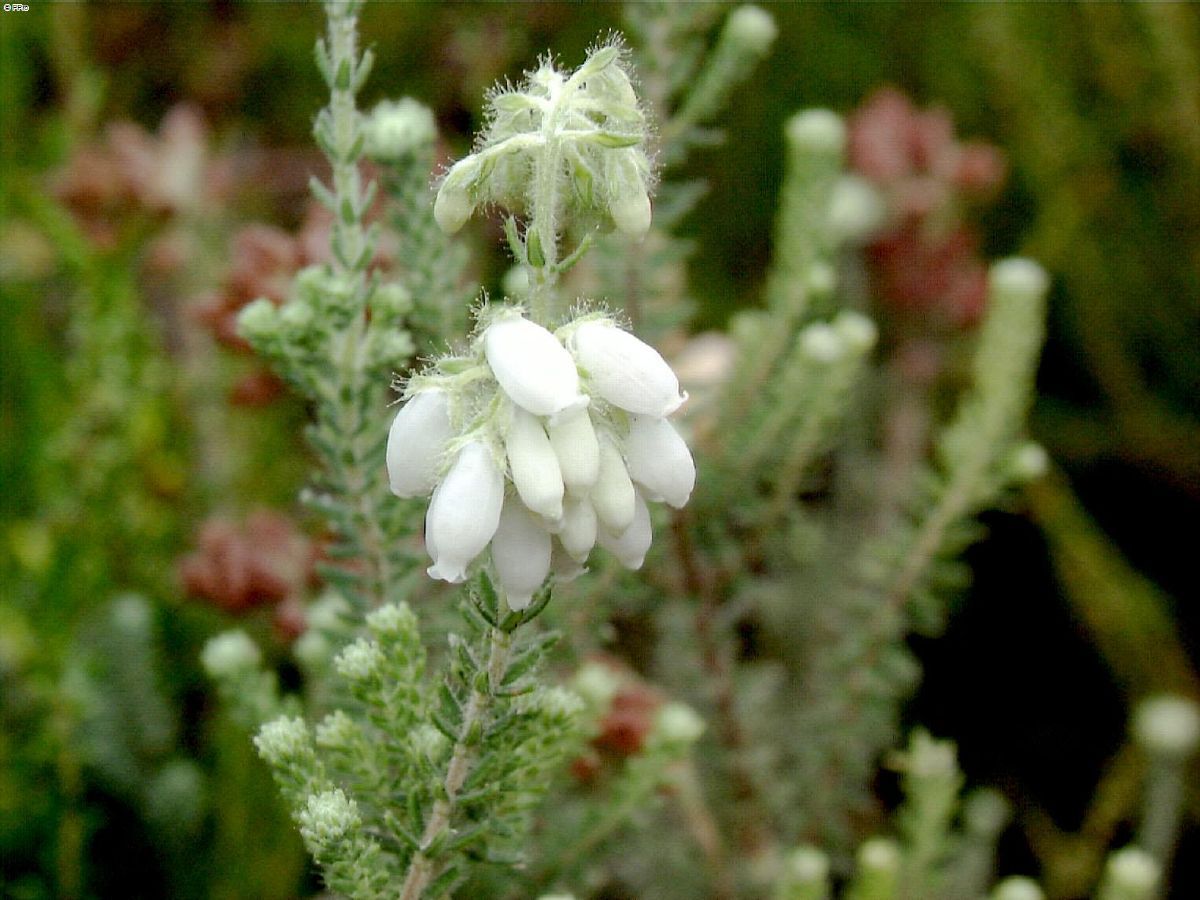 Glockenheide Alba Mollis Glockenheide Alba Mollis