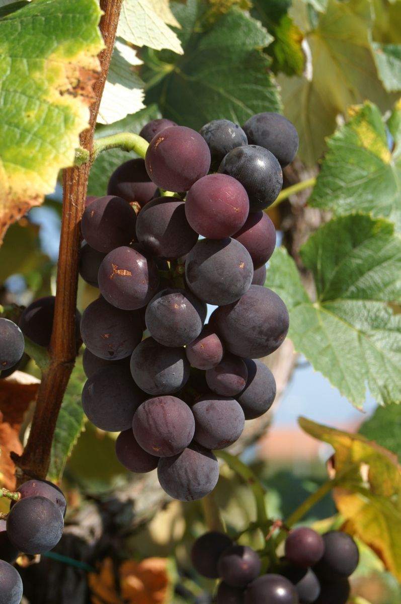 Campbell Early Hausgartenrebe (anspruchslos, Americanorebe) Campbell Early Hausgartenrebe (anspruchslos, Americanorebe)