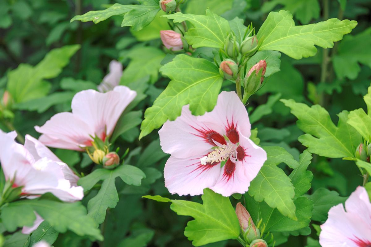 Hibiskus Hamabo