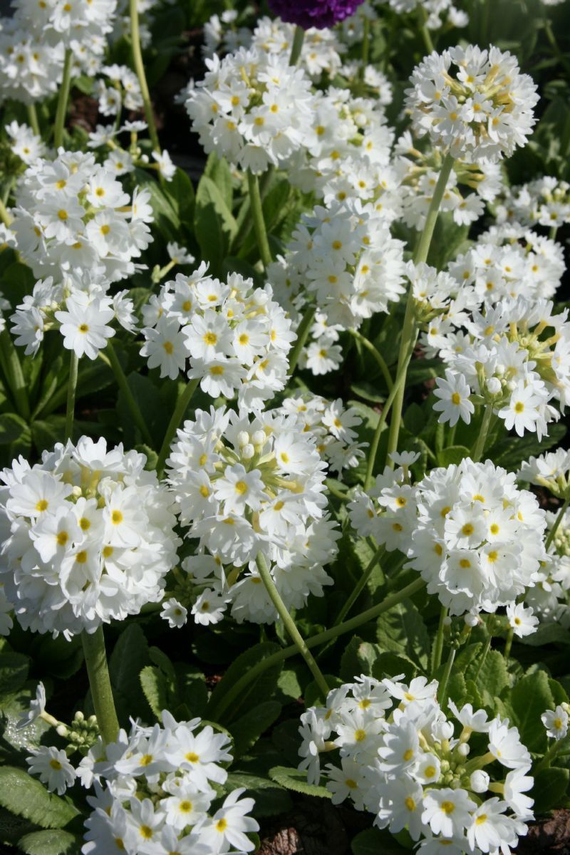 Kugelprimel Alba