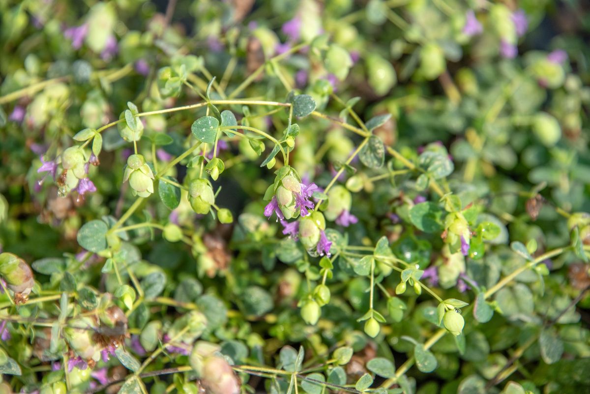 Hopfenoregano Amthyst Falls