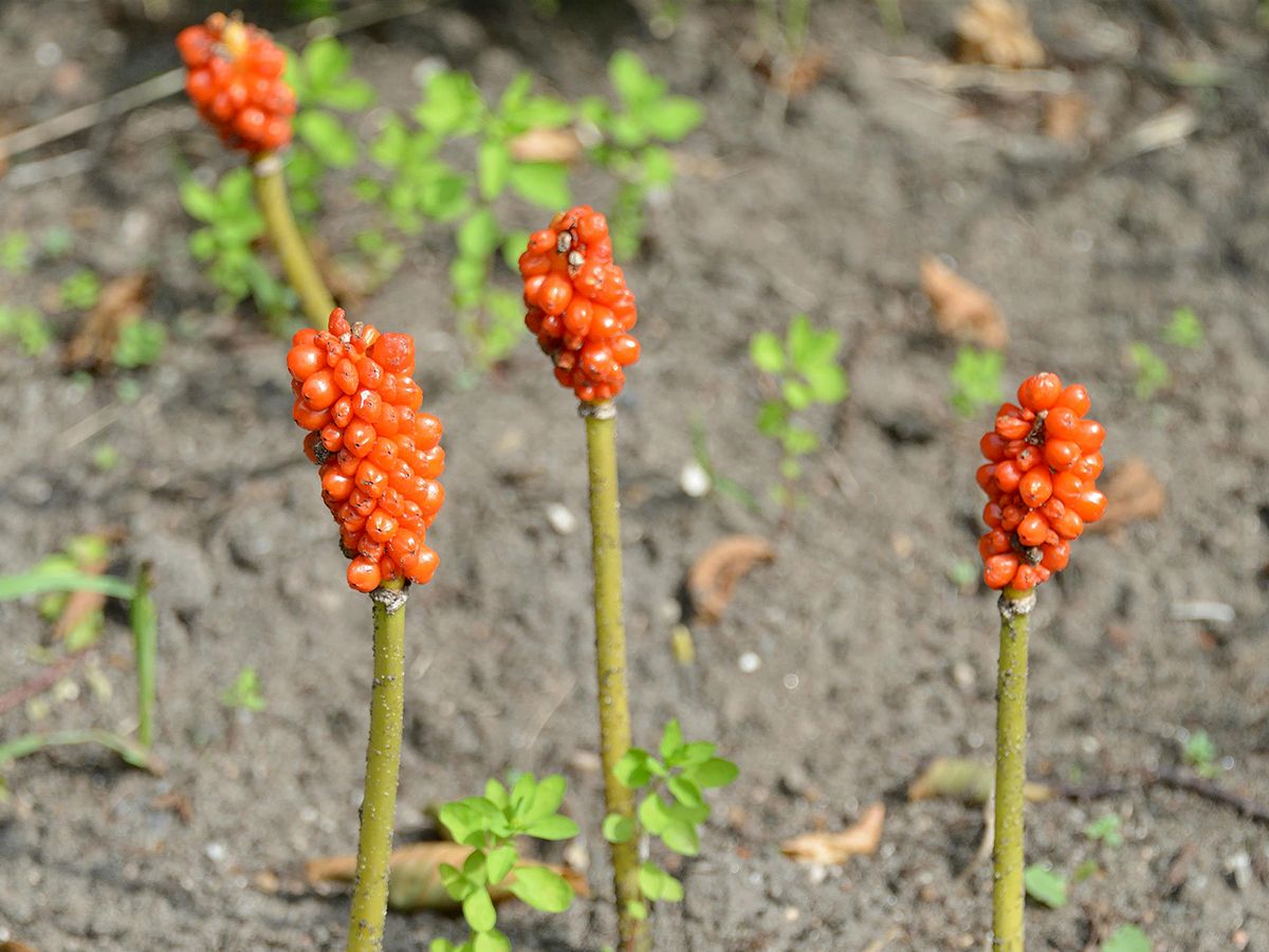 Italienischer Aronstab Italienischer Aronstab