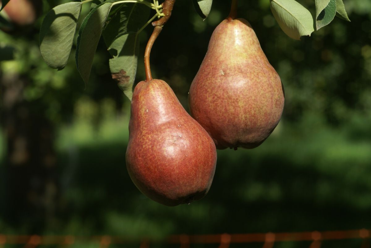 Rote Williams Birne