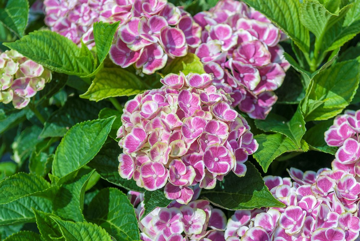 Gartenhortensie Bavaria Gartenhortensie Bavaria