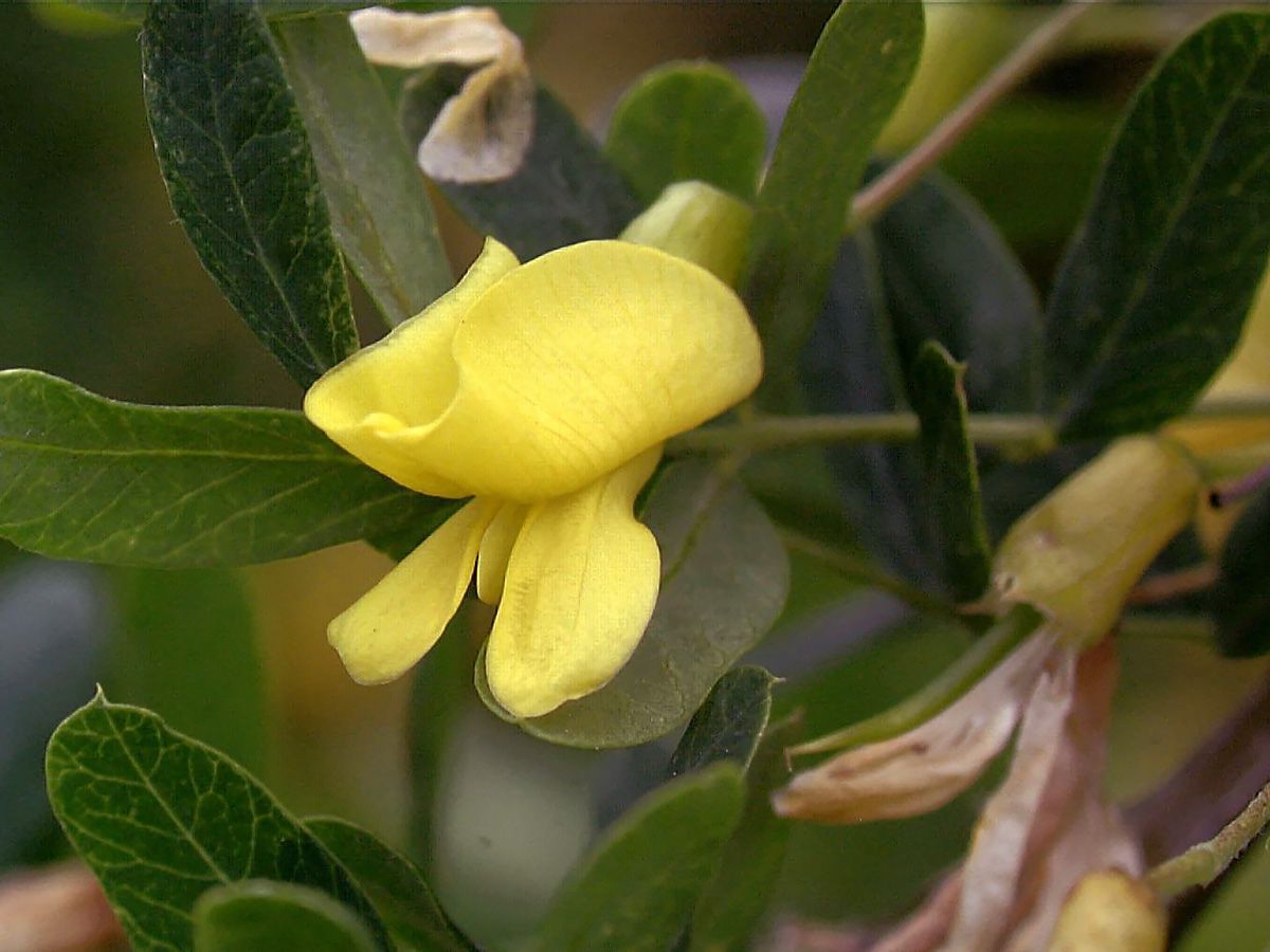 Hängeerbsenstrauch Pendula