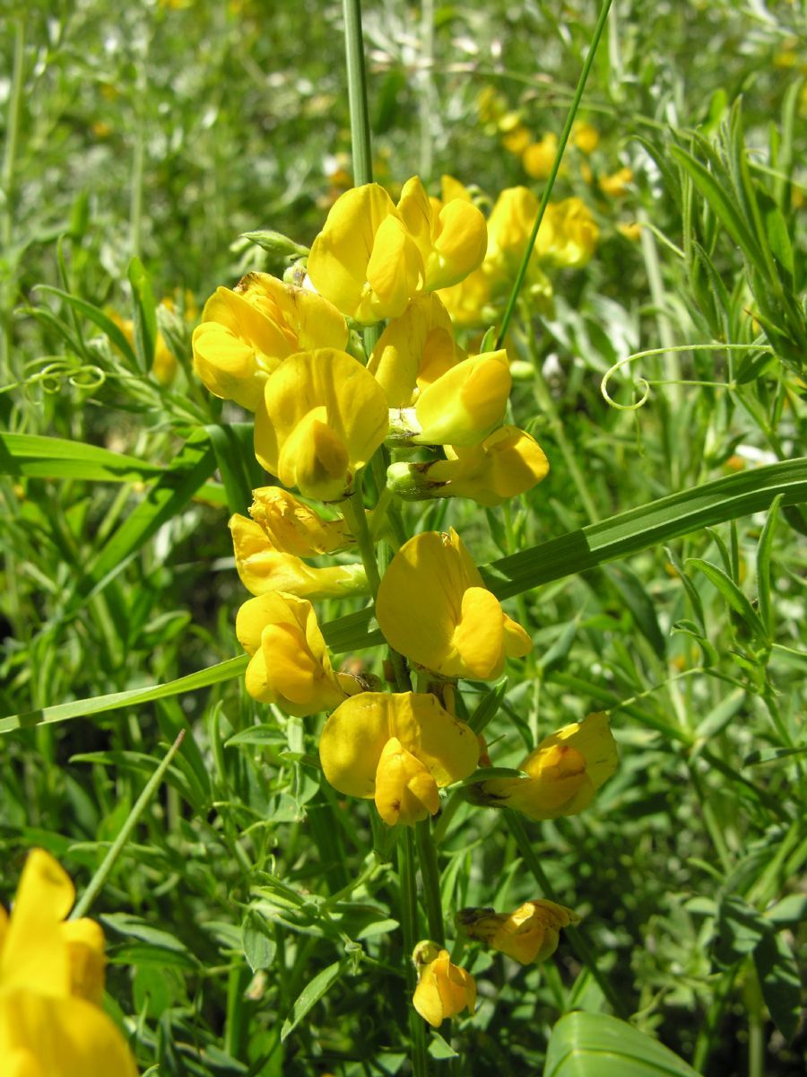 Wiesenplatterbse
