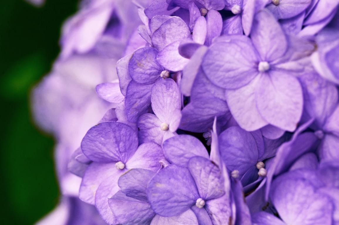Gartenhortensie BloomStar® Gartenhortensie BloomStar®
