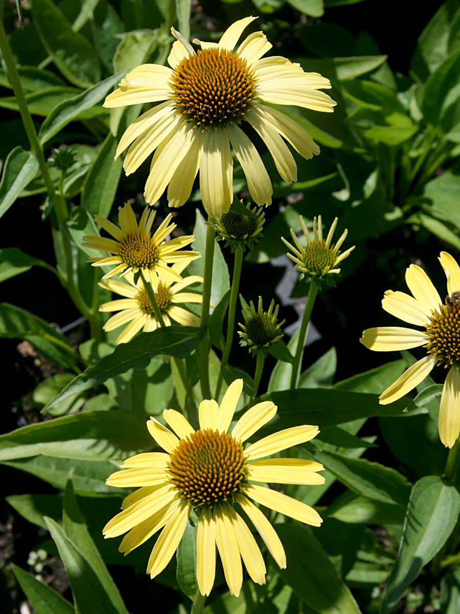 Sonnenhut Cleopatra
