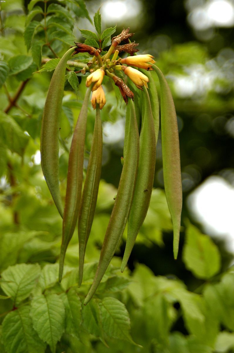 Trompetenblume