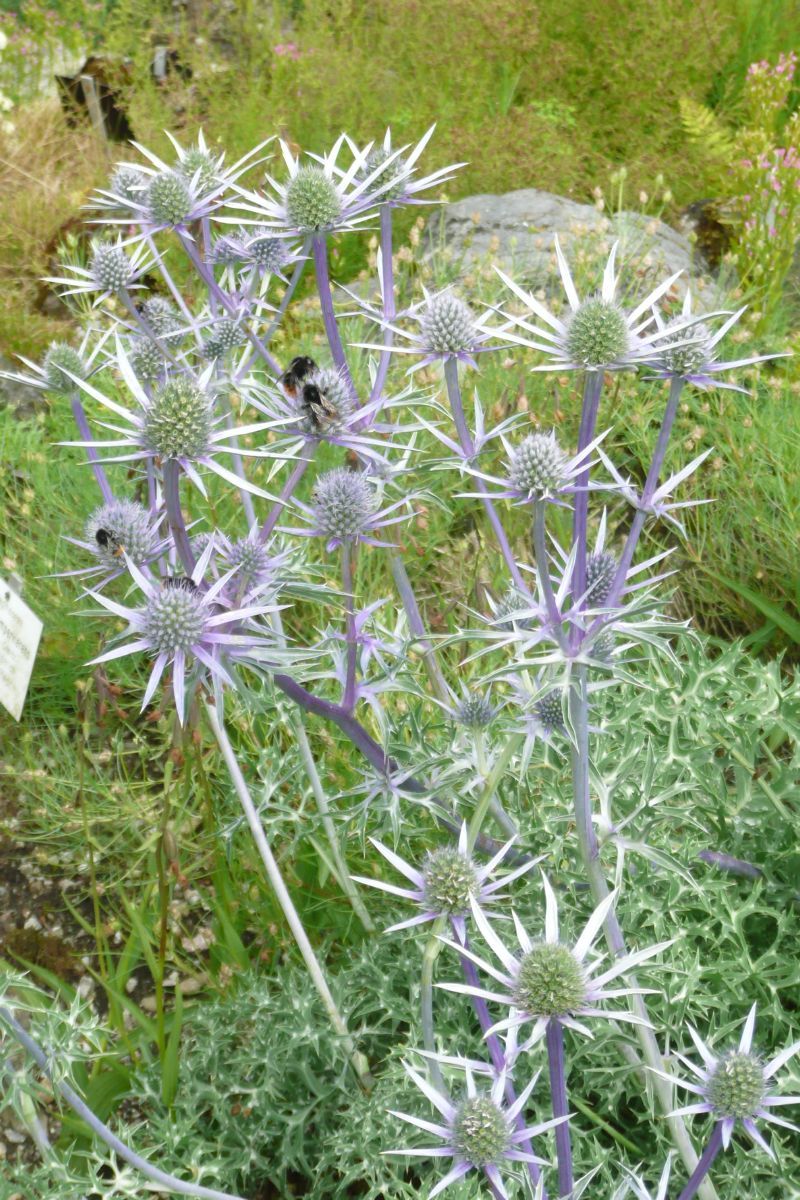 Edeldistel